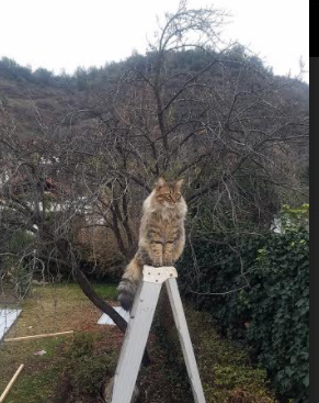 德甲青训加速度，未来之星跃跃欲试，德甲青训排名
