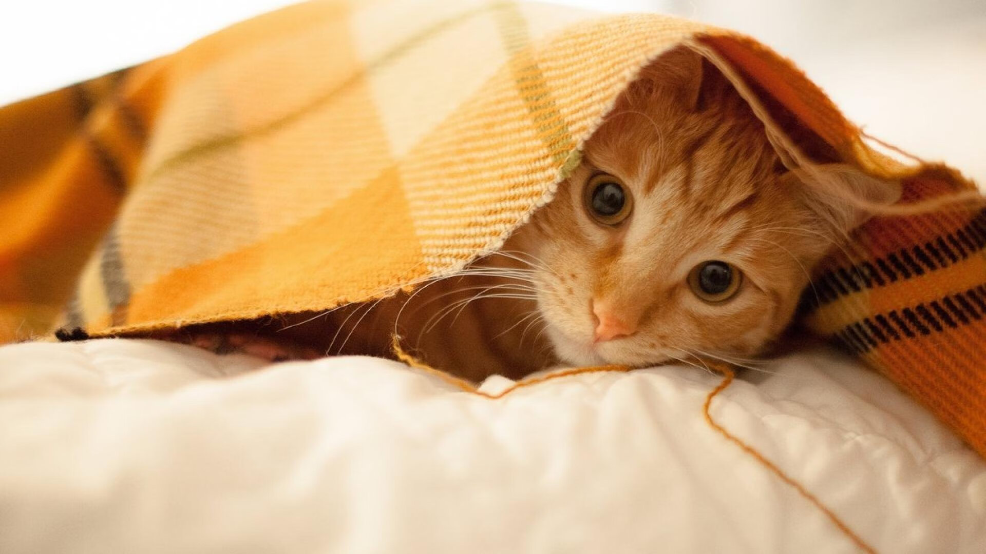 Kaiyun(中国)开云-_经典对决：两个时代巨星的巅峰较量_，经典对决游戏