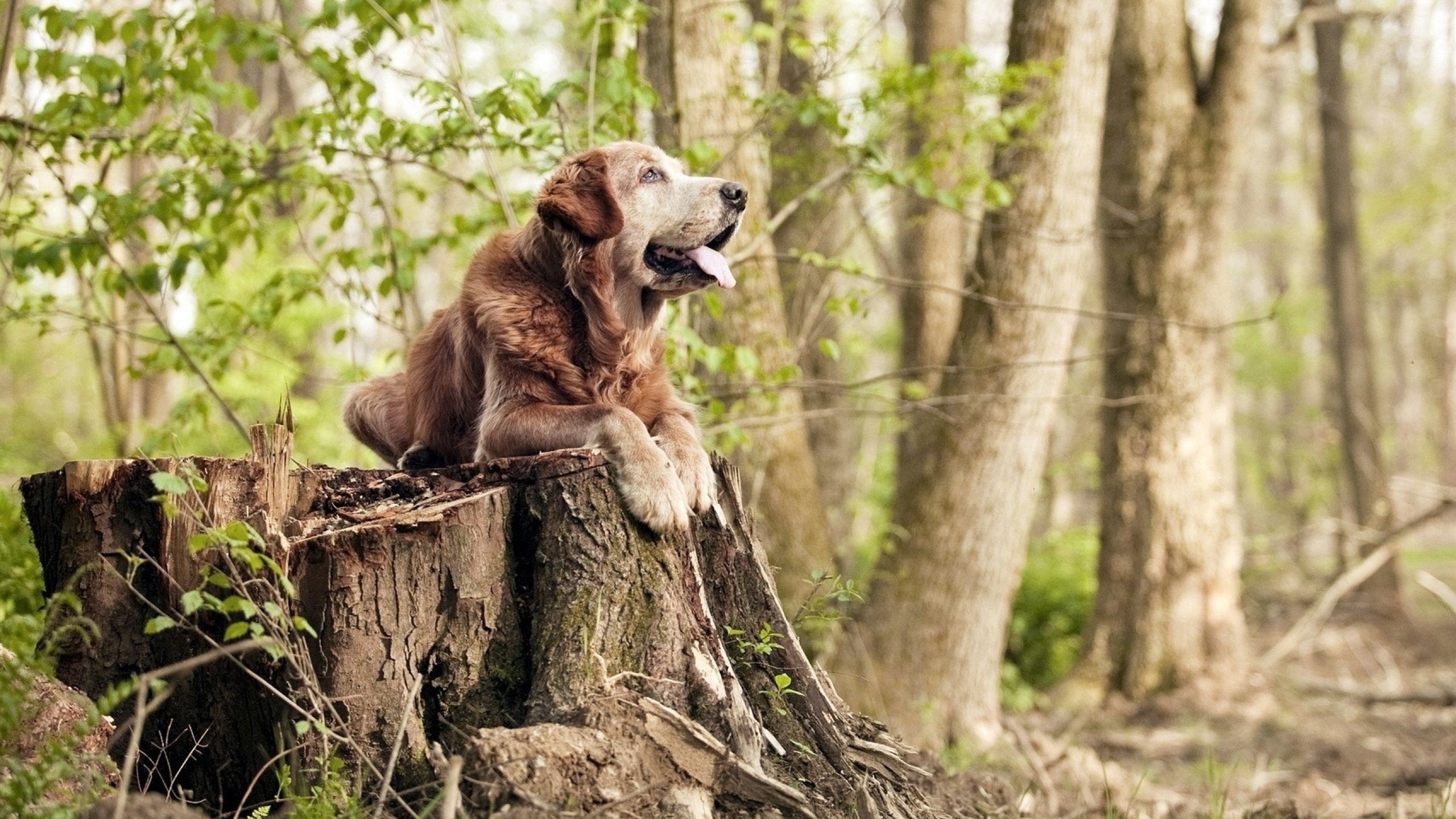 开云 官网 入口-全国青少年篮球训练营全面升级，打造未来体育新星，青少年篮球培训中心
