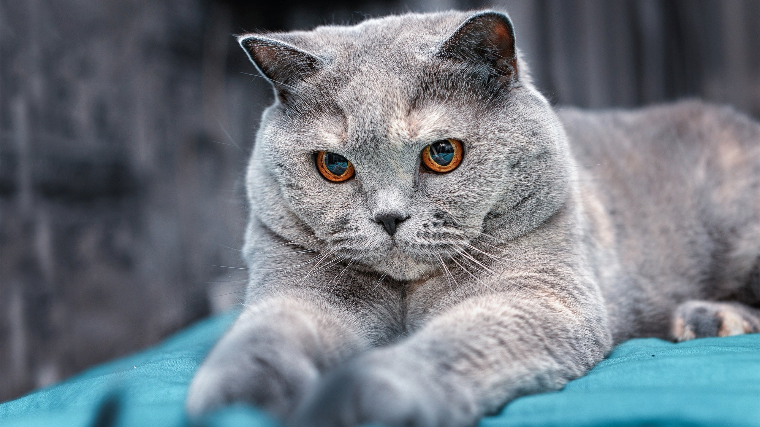 城市体育文化节促进青少年篮球热情，营造健康青春氛围，青少年篮球活动